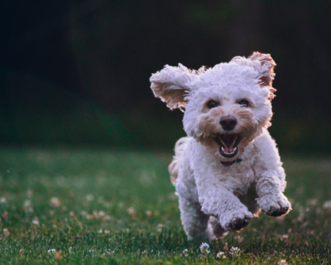 Çocuk Yerine Köpek: Doğurganlık Düşerken Köpek Sahipliği Yükseliyor