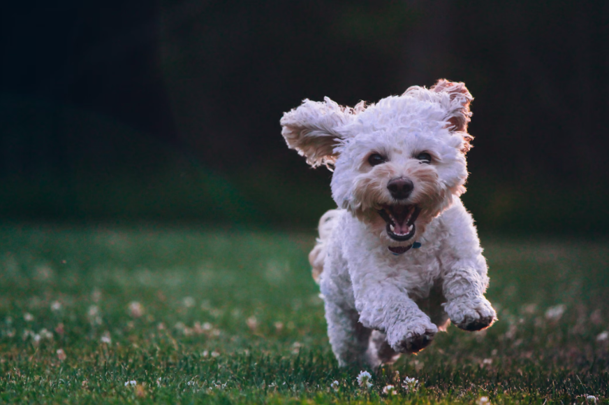 Çocuk Yerine Köpek: Doğurganlık Düşerken Köpek Sahipliği Yükseliyor